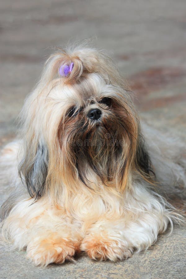 Lhasa Apso Face Cover Lhasa Apso Face Cover