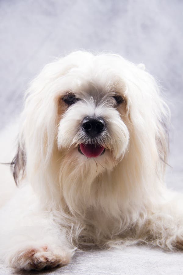 Are Lhasa Apsos Hypoallergenic Dogs