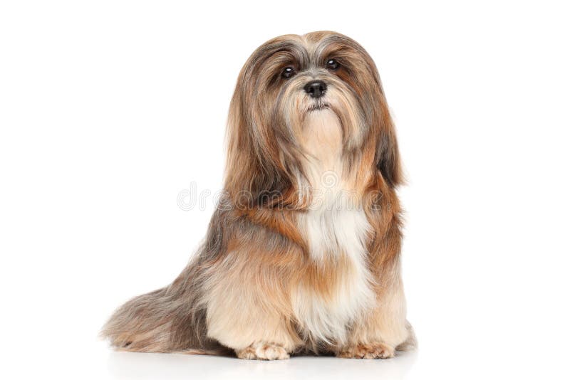 Lhasa Apso. Portrait on a white background. Lhasa Apso. Portrait on a white background