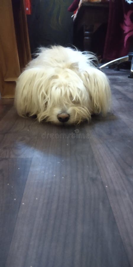Lhasa Hund Wie Ein Teddy Stockbild. Bild Von Sugetier - 218556635