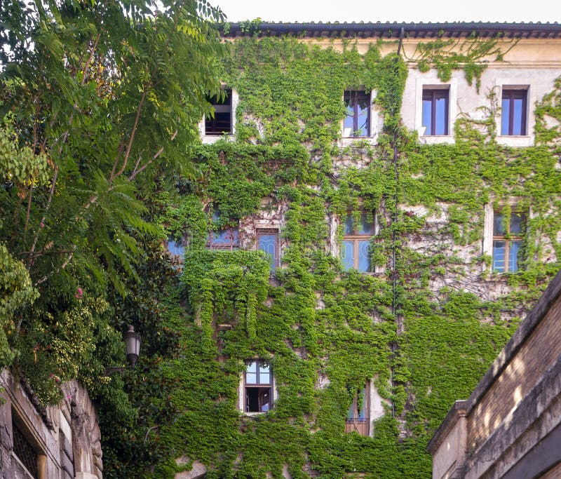 Liana grew and covered the wall of a high-rise building. The creeping plant covered everything except the windows. Summer background with liana on the facade of the house