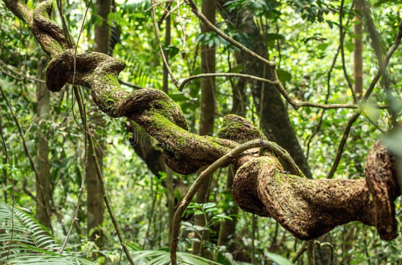 Liana in rainforest