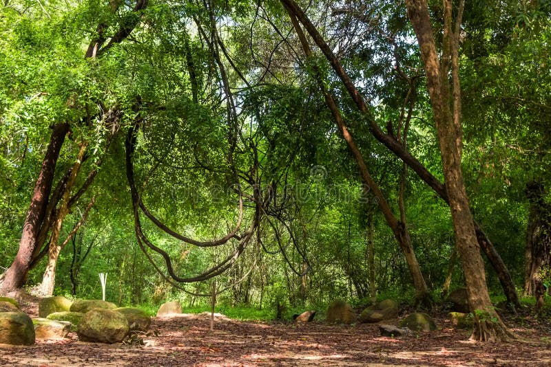 Dschungel Stock-Fotos - Laden Sie 448,161 Royalty-Free Fotos herunter