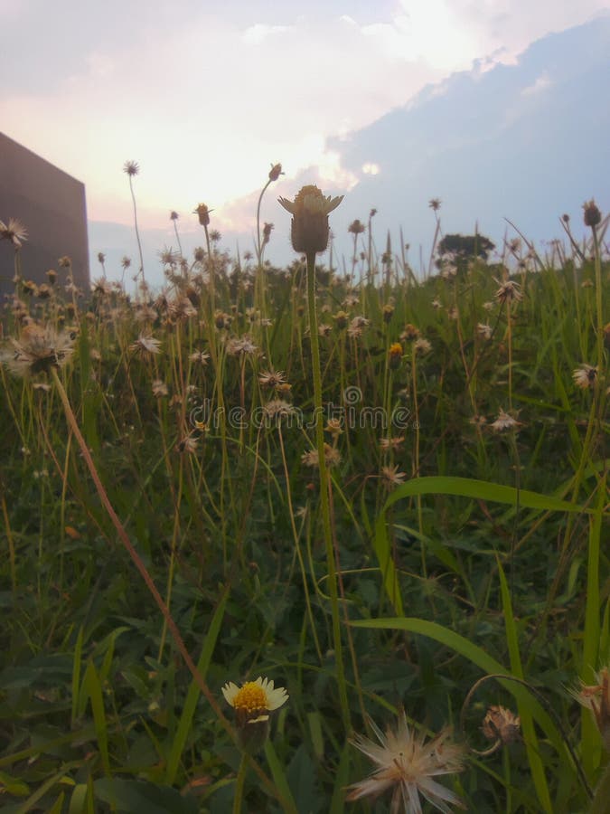 236 Liar Flower Stock Photos Free & RoyaltyFree Stock Photos from