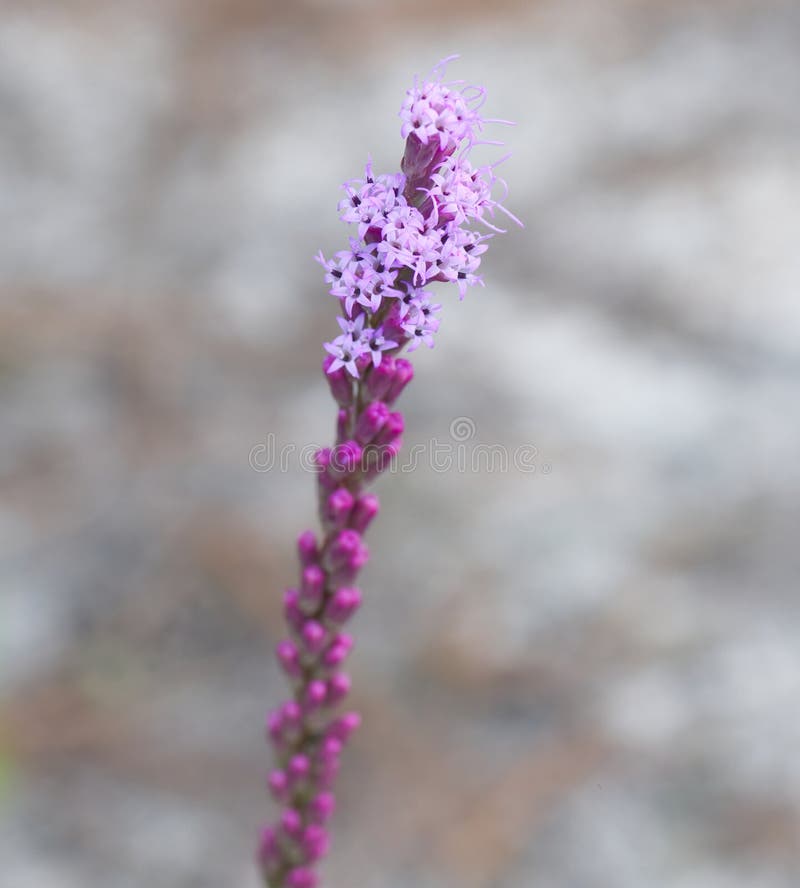 Liatris Blooming in Central Florida Sandhills Stock Image Image of sandhills, produce 198626005