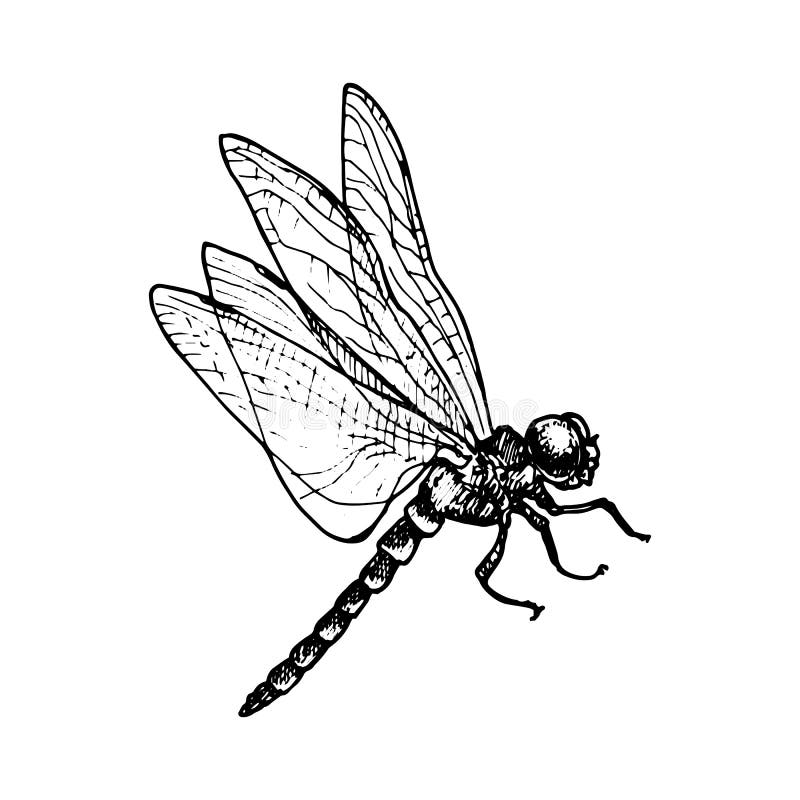 Libélula De Dibujo Con Tinta Vectorial Ilustración del Vector - Ilustración  de tinta, mosca: 202562122