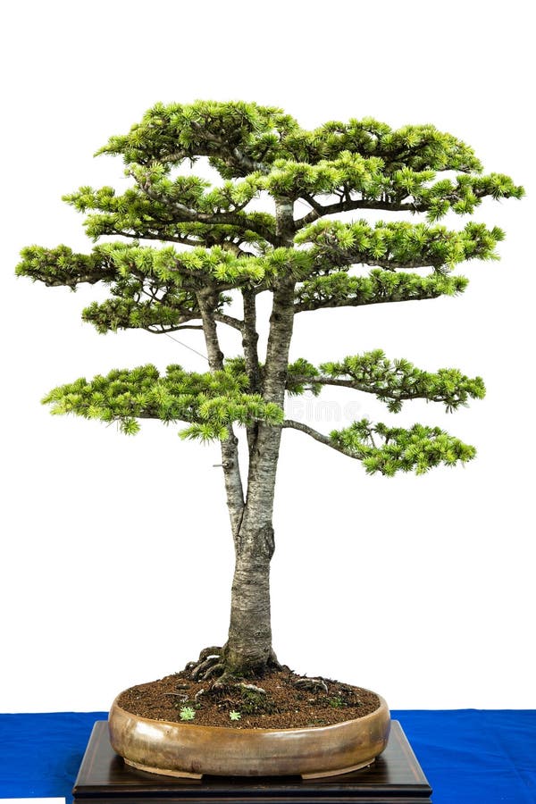 Conifer Cyprus Cedar As Bonsai Tree Stock Image Image of japanese, tree 25197257
