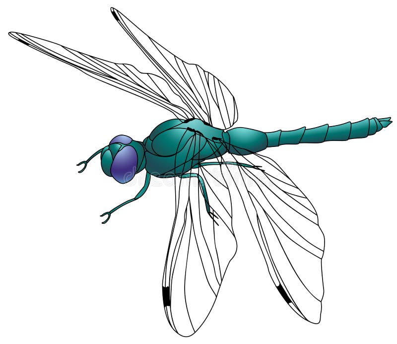 Color image of the dragonfly on a white background. Color image of the dragonfly on a white background.