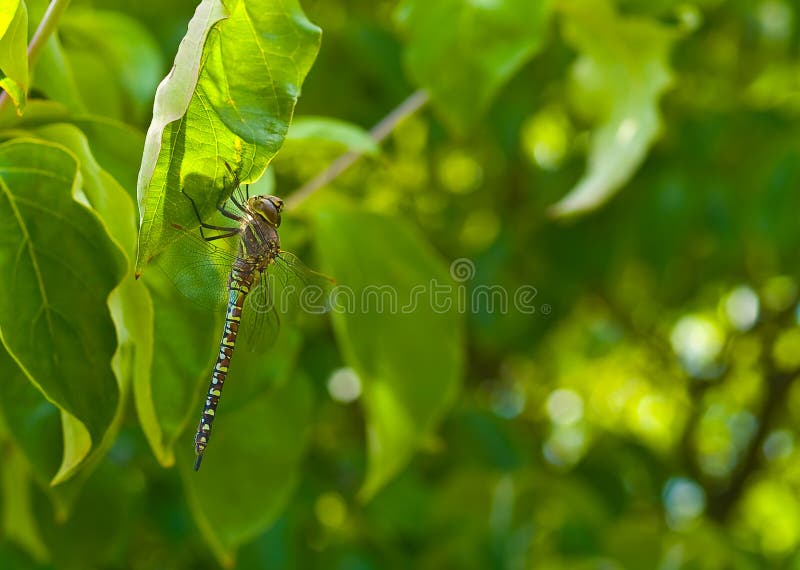 A dragonfly clutching a leaf shot with the tree as the background. A dragonfly clutching a leaf shot with the tree as the background.