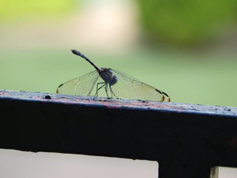 This dragon fly has found a spot on top of a garden gate with a small rust patch where he can extract minerals. It`s like a natural saltlick for animals but this one is minerals of a different kind. This dragon fly has found a spot on top of a garden gate with a small rust patch where he can extract minerals. It`s like a natural saltlick for animals but this one is minerals of a different kind.