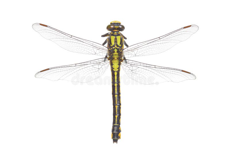 Libelle stockbild Libelle stockbild