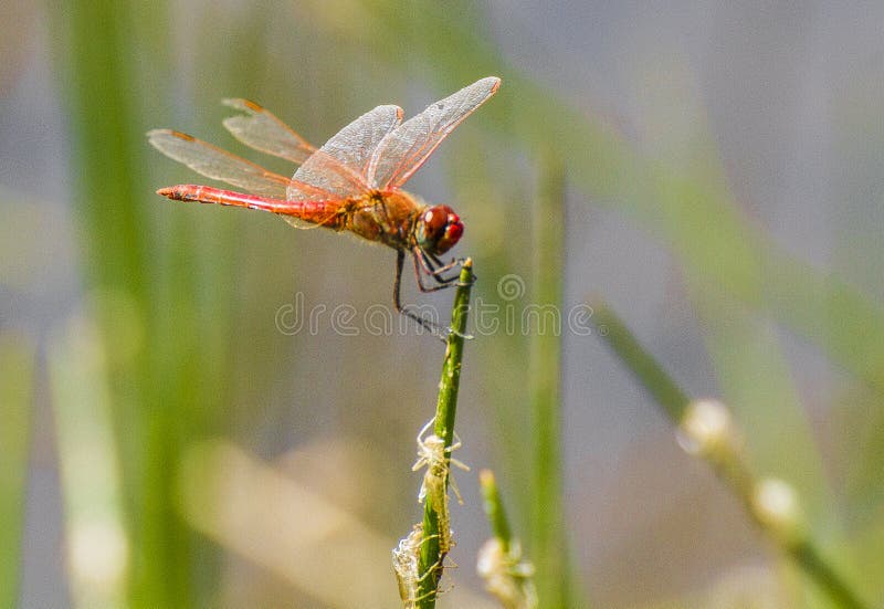 Dragonfly on a plant in the lac noir lake in the Akfadou forest in Bejaia county, Algeria. Dragonfly on a plant in the lac noir lake in the Akfadou forest in Bejaia county, Algeria