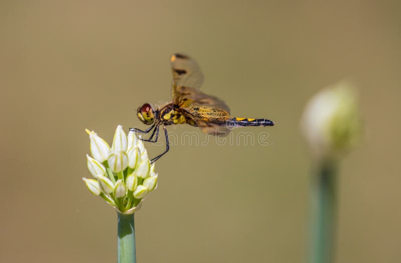 Libelle, die an einer Zwiebelblüte zu Mittag isst lizenzfreie stockfotos Libelle, die an einer Zwiebelblüte zu Mittag isst lizenzfreie stockfotos