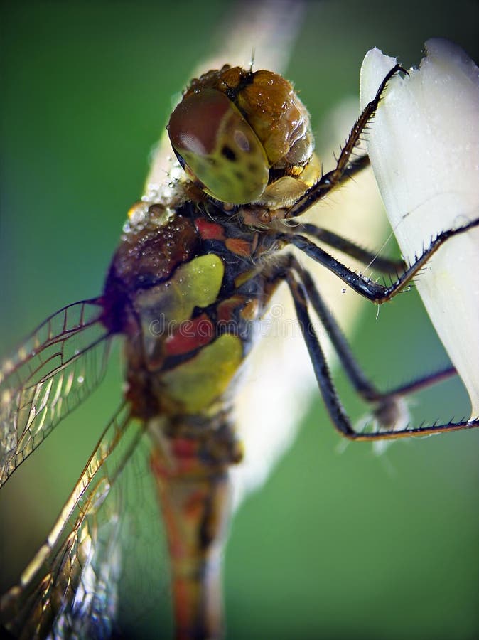 Libelle (Odonata) lizenzfreie stockfotografie