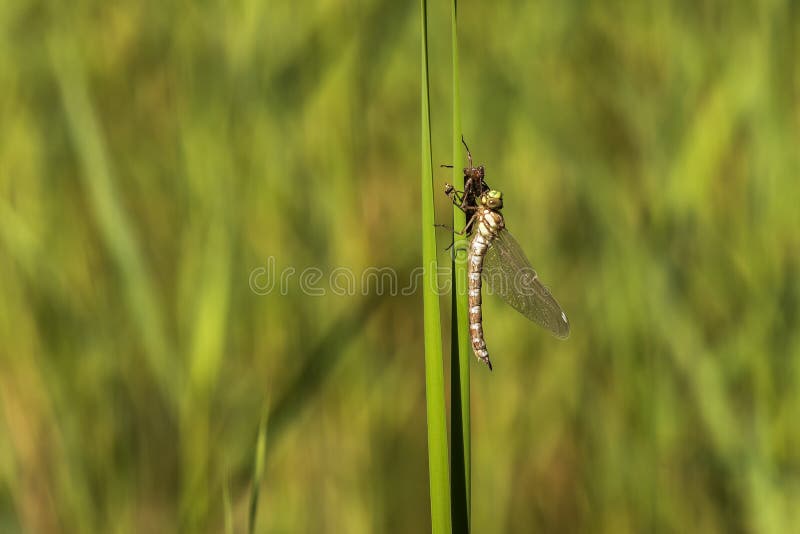 Libelle Odonata auf dicht eines Grashalms von Puppen. im Hintergrund ist eine Wiese mit einem unscharfen Hintergrund stockbild