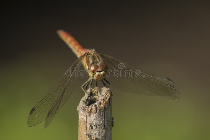 Libelle, Odonata Ein Insekt mit zerbrechlichen Flügeln. Odonata, Libelle Ein Insekt mit vier zerbrechlichen Flügeln Die Flügel sind transparant