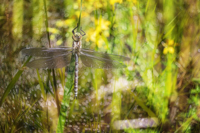 Libelle Odonata mit ausgestreckten Flügeln auf einem Grashalm. im Hintergrund ist ein schönes bokeh, das durch eine alte Objektiv stockfotos