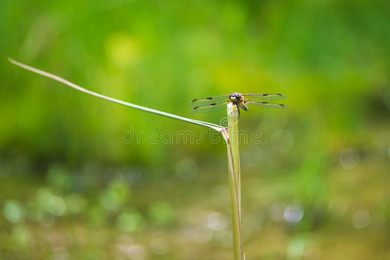 Libelle odonata mit ausgestreckten Flügeln auf einem Grashalm. im hintergrund ist ein schönes bokeh durch eine linse erstellt stockbilder