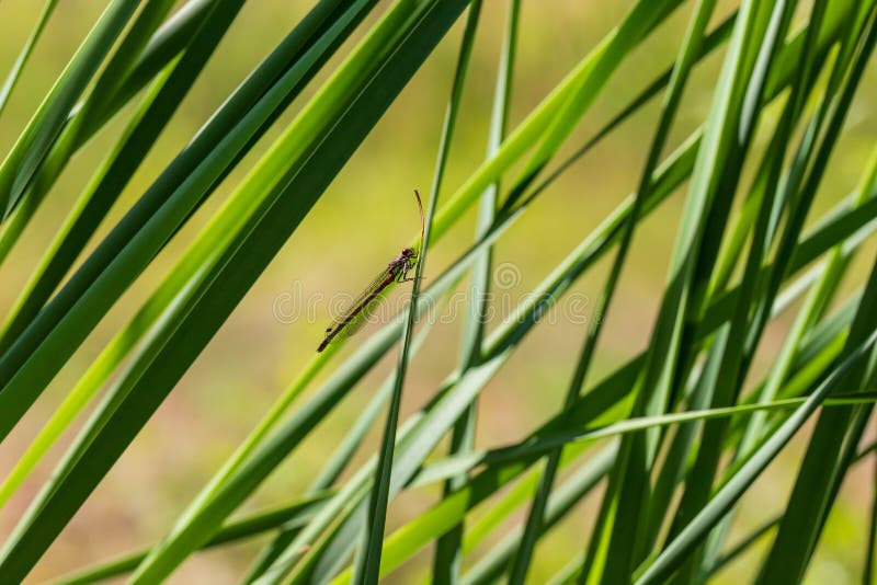Libelle odonata mit ausgestreckten Flügeln auf einem Grashalm. im hintergrund ist ein schönes bokeh durch eine linse erstellt lizenzfreies stockfoto