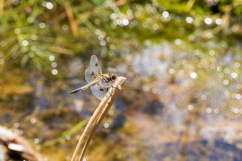 Libelle odonata mit ausgestreckten Flügeln auf einem Grashalm. im hintergrund ist ein schönes bokeh durch eine linse erstellt lizenzfreie stockbilder
