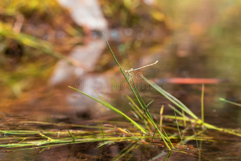 Libelle odonata mit ausgestreckten Flügeln auf einem Grashalm. im hintergrund ist ein schönes bokeh durch eine linse erstellt lizenzfreie stockfotos