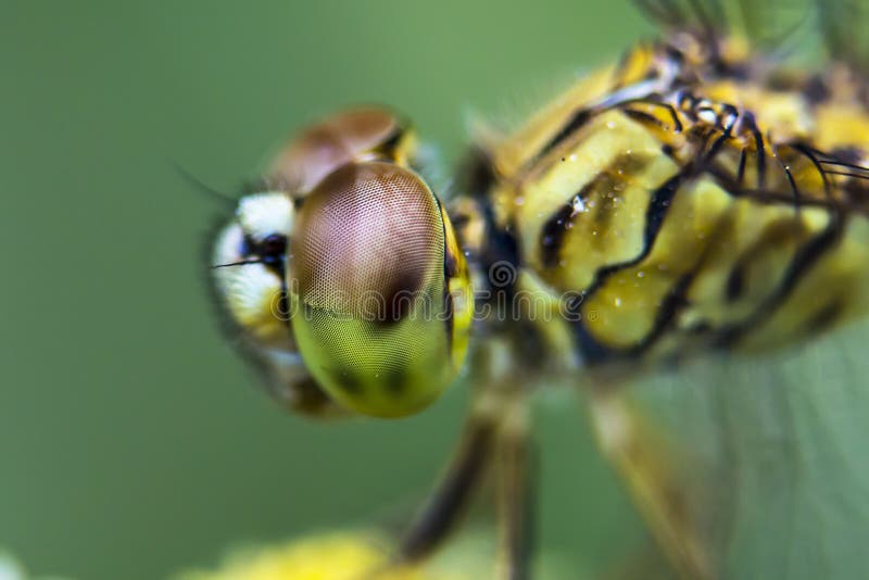 Libellen-Augen Grünes Blatt mit einem großen Wassertropfen stockbild Libellen-Augen Grünes Blatt mit einem großen Wassertropfen stockbild