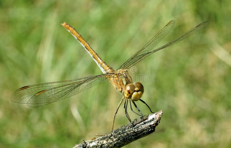 Libellula fotografia stock libera da diritti Libellula fotografia stock libera da diritti