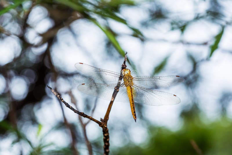 Libellula immagine stock libera da diritti
