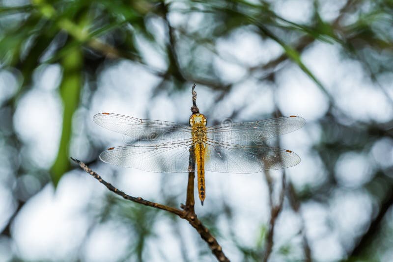 Libellula fotografia stock