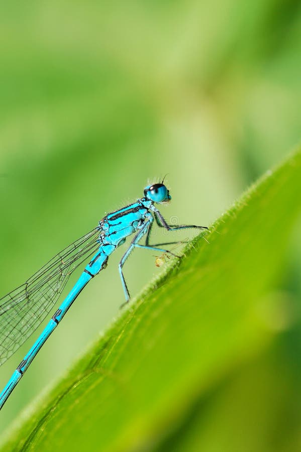 Libellula Libellula