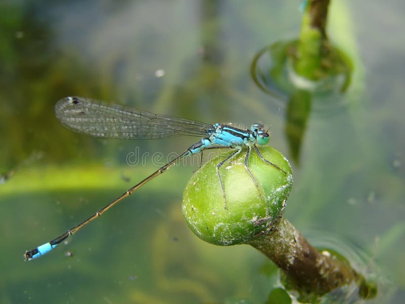 Libellula fotografie stock libere da diritti