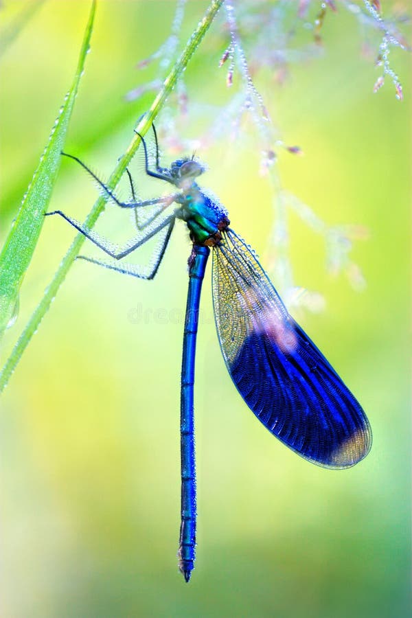 Libellula blu in primo mattino fotografia stock libera da diritti Libellula blu in primo mattino fotografia stock libera da diritti