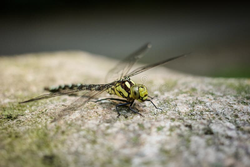 Libellula che si siede sulla pietra fotografia stock libera da diritti Libellula che si siede sulla pietra fotografia stock libera da diritti