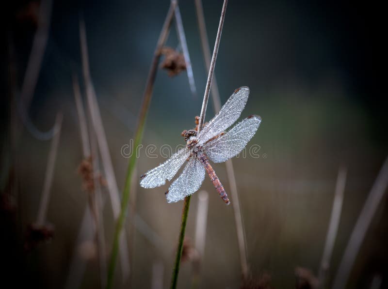 Libellula con i dewdrops immagini stock libere da diritti Libellula con i dewdrops immagini stock libere da diritti