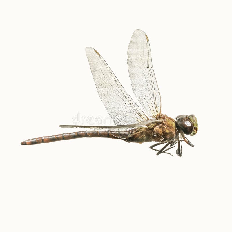 Libellula isolata fotografia stock Libellula isolata fotografia stock