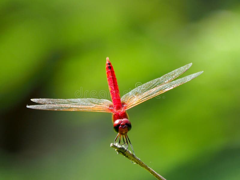 Libellula rossa fotografia stock libera da diritti Libellula rossa fotografia stock libera da diritti