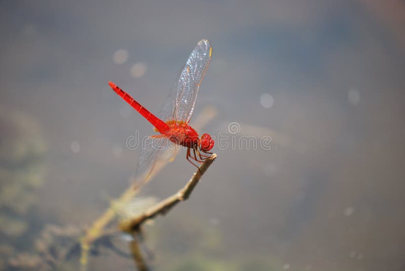 Libellula rossa fotografie stock libere da diritti Libellula rossa fotografie stock libere da diritti