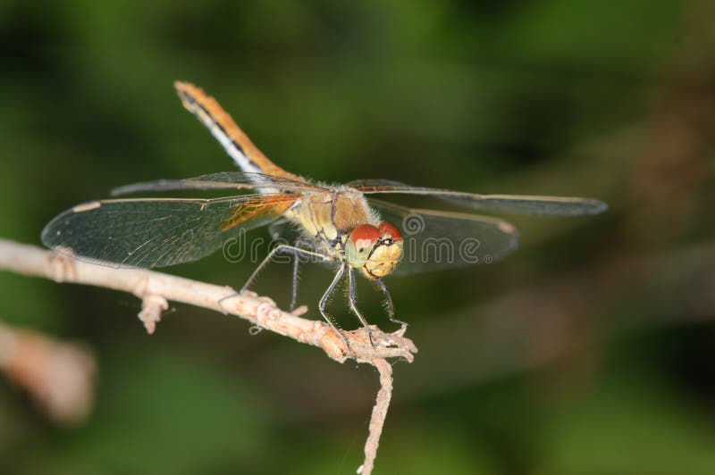 Libellula su un ramoscello fotografia stock Libellula su un ramoscello fotografia stock