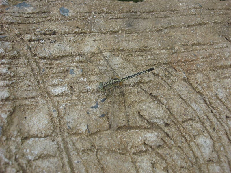 Libellula sul pavimento di calcestruzzo fotografia stock Libellula sul pavimento di calcestruzzo fotografia stock