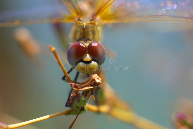 Libellule images stock