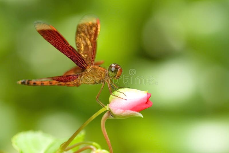 Libellule images libres de droits Libellule images libres de droits