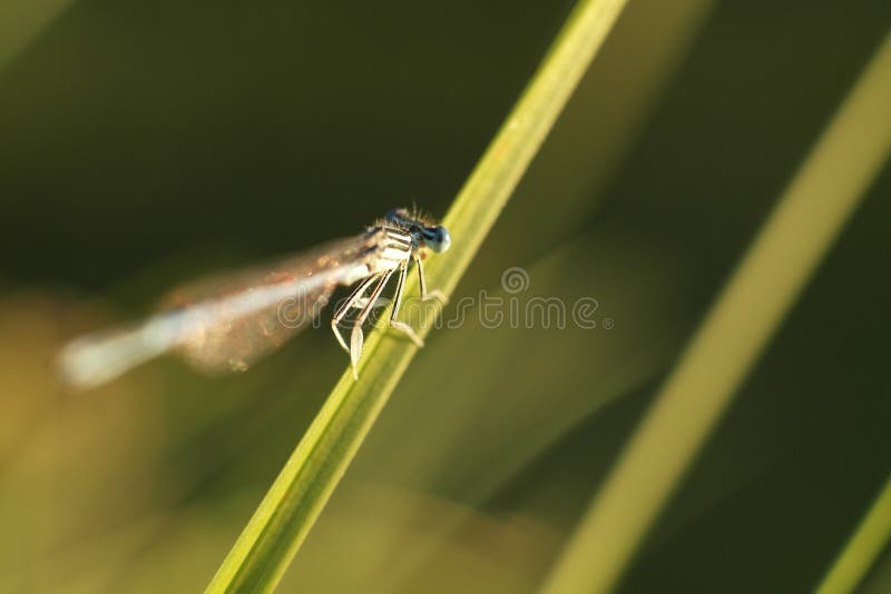 Libellule images stock Libellule images stock