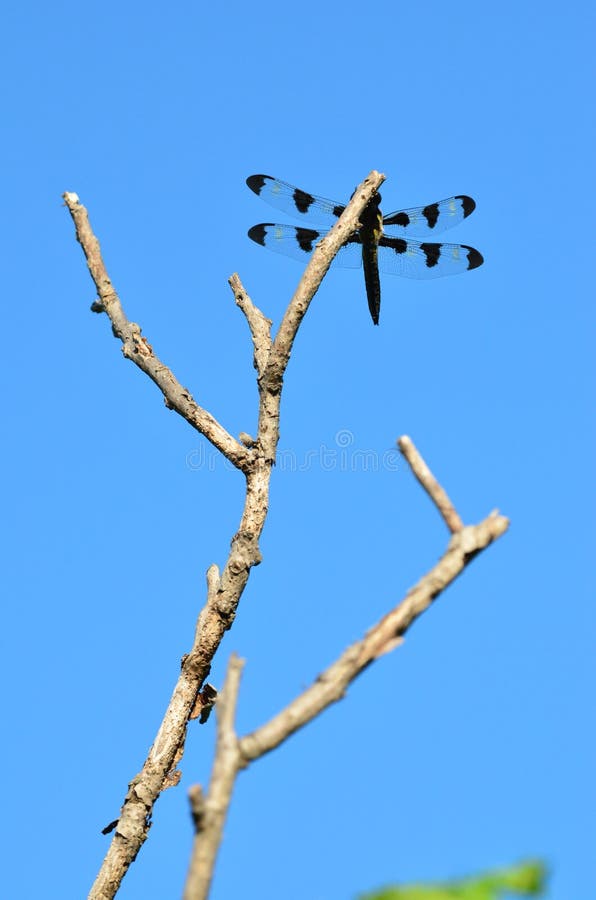 Libellule Noire photo stock