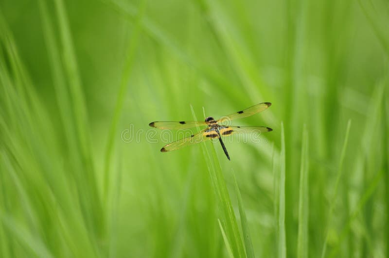 Libellule (phyllis de Rhyothemis) en nature photo stock Libellule (phyllis de Rhyothemis) en nature photo stock