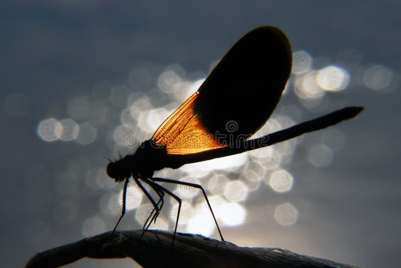 Sitting on a stick out of the water dragon through which the wings reflect the flares reflected from the water sun. Sitting on a stick out of the water dragon through which the wings reflect the flares reflected from the water sun