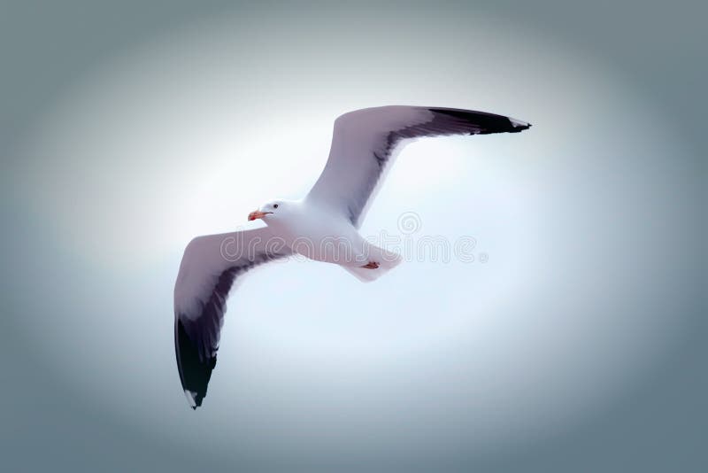 Liberdade Voo branco sereno da gaivota Deslizamento bonito do pássaro de mar