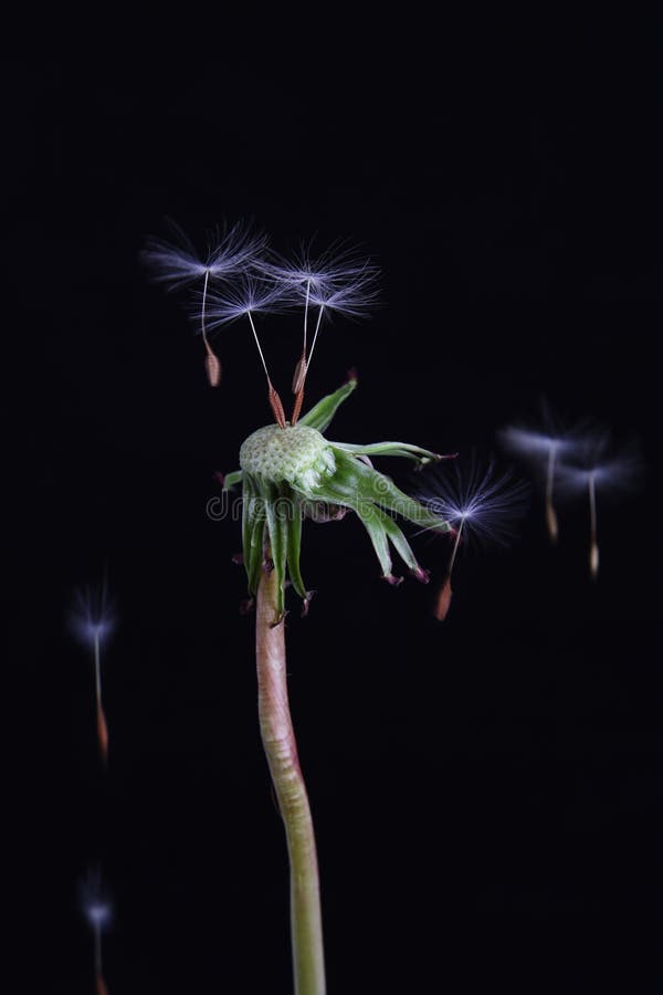 Freedom of dandelion down on a black background. Freedom of dandelion down on a black background