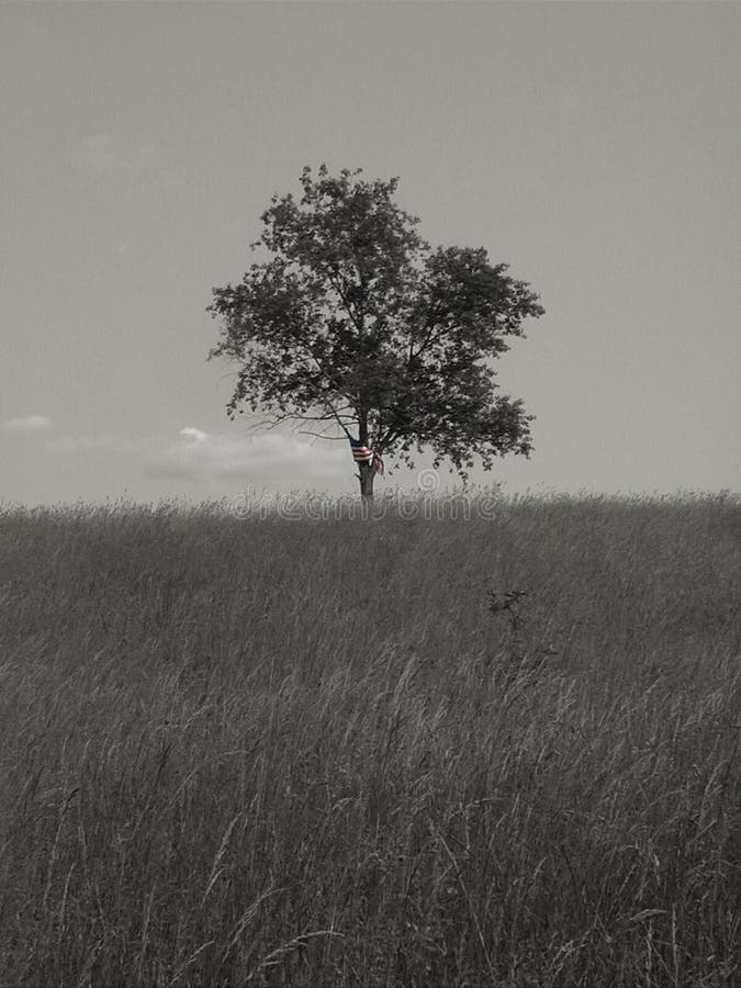 An american flag waving in a lonely tree abandoned in a stark wheat field. (bw). An american flag waving in a lonely tree abandoned in a stark wheat field. (bw)