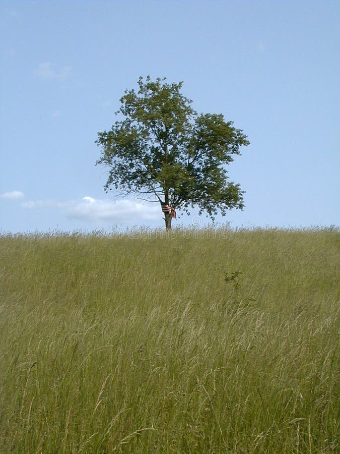 An american flag waving in a lonely tree abandoned in a stark wheat field. (color). An american flag waving in a lonely tree abandoned in a stark wheat field. (color)