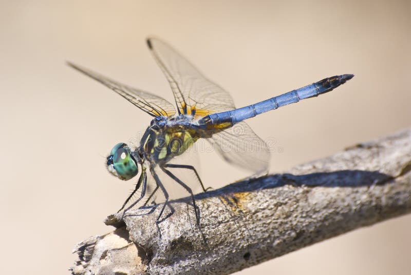 Libélula foto de archivo